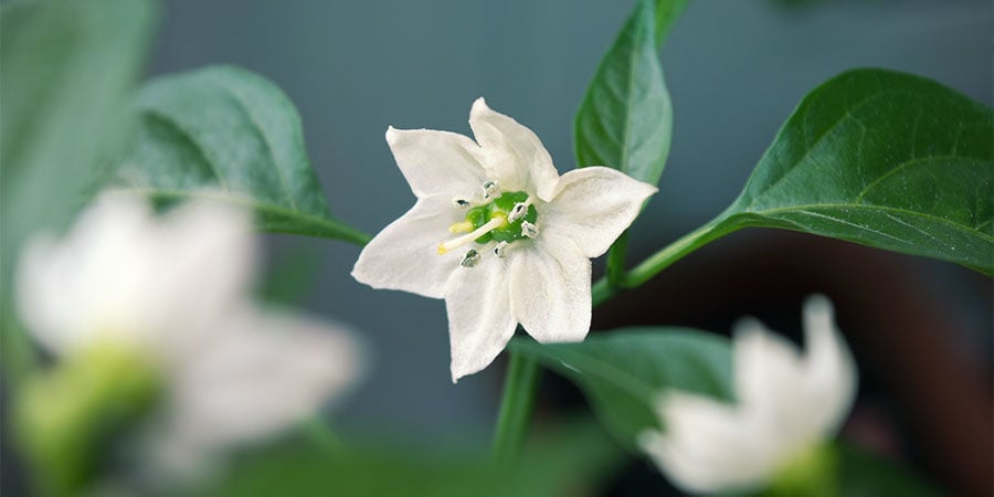 Cultivar pimentos para principiantes: remover as primeiras flores