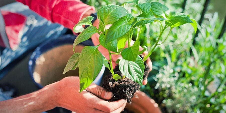 Cultivar pimentos para iniciantes: transplantar plântulas e regar
