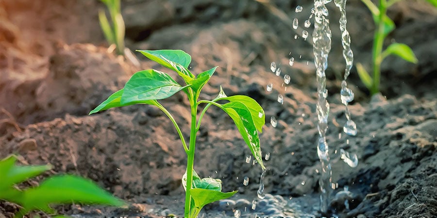Cultivar pimentos para principiantes: adicionar nutrientes durante a floração