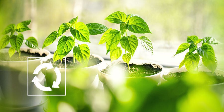O que fazer com as plantas de pimento após a colheita