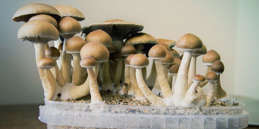 O que são cogumelos mágicos (psilocibina)?