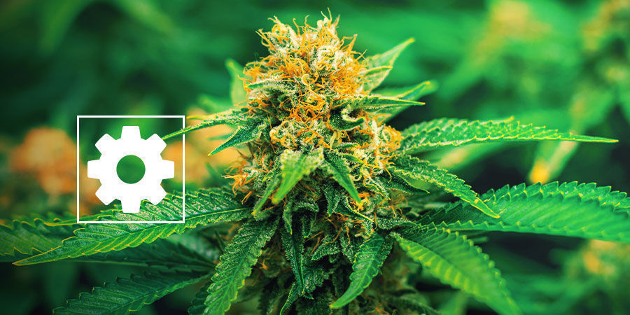 Novas Variedades Autoflorescentes de Cannabis - Royal Queen Seeds
