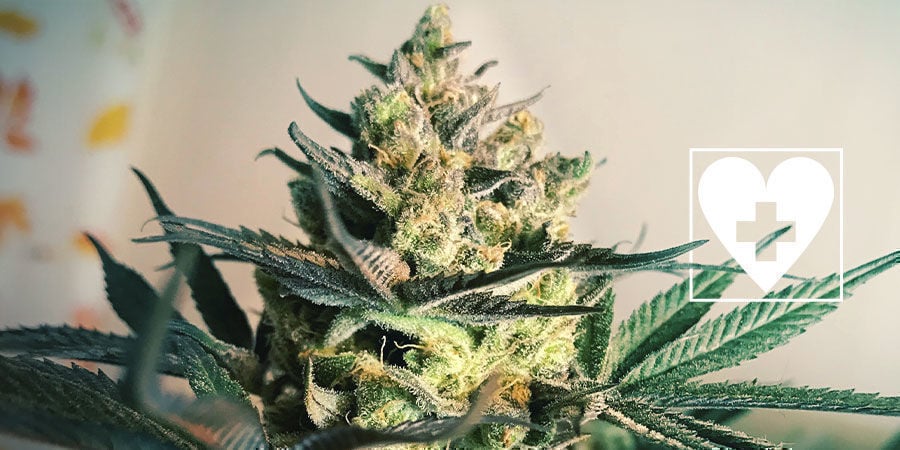 Novas variedades de cannabis CBD - Royal Queen Seeds