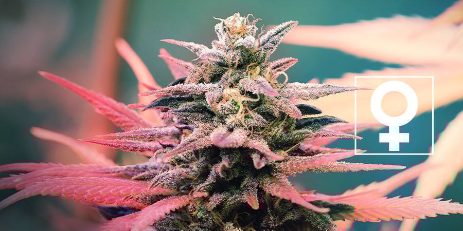 Novas variedades feminizadas de canábis - Royal Queen Seeds