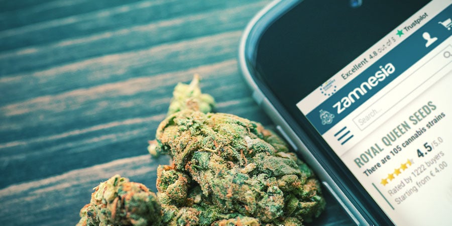Experimenta as novas variedades de cannabis RQS na Zamnesia!