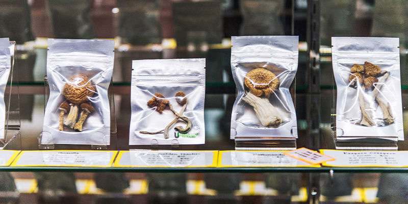 Custo e disponibilidade de cogumelos de psilocibina frescos e secos