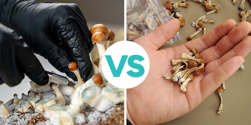 O essencial: Cogumelos mágicos frescos vs secos