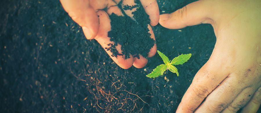 r/cannabiscultivation: Tudo o que precisa de saber sobre cultivo, num só lugar