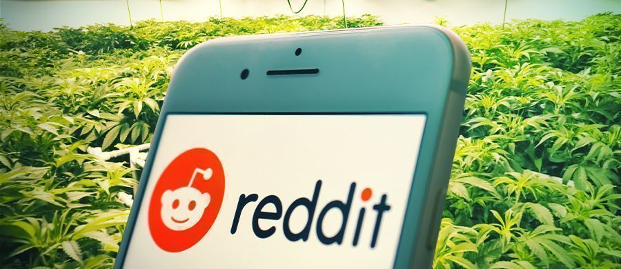 Porque e como os consumidores de canábis podem usar o Reddit como fonte de informação