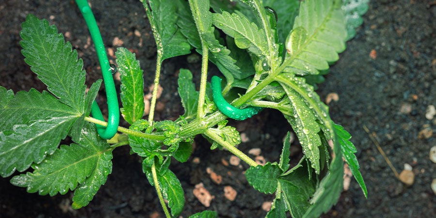 Como cultivar Do-Si-Dos Automatic