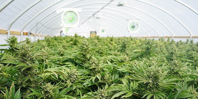5. Cultivador de canábis