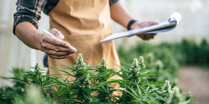 7 Profissões na Indústria da Cannabis
