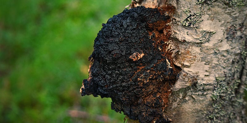 O que é o cogumelo chaga?