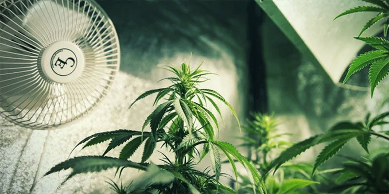 Controlar a Floração da Cannabis com Deprivação de Luz: Garantir Ventilação Adequada