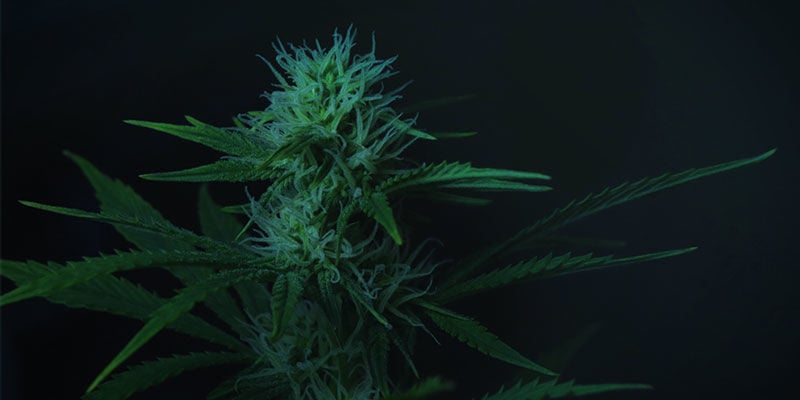 Como controlar a floração da canábis com deprivação de luz: cultivo interior