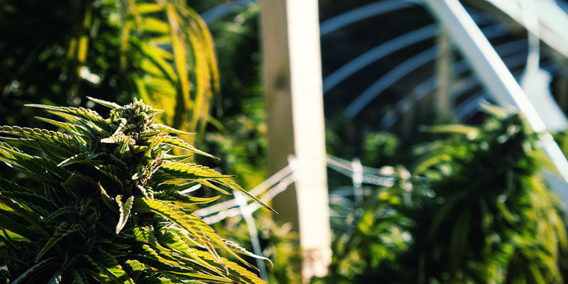 Como controlar a floração da canábis com privação de luz: Exterior