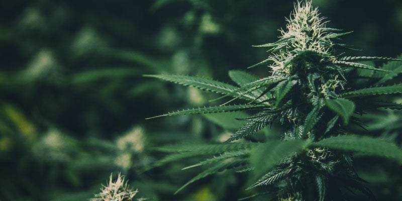 Controlar a floração de canábis: o que é o cultivo com privação de luz?