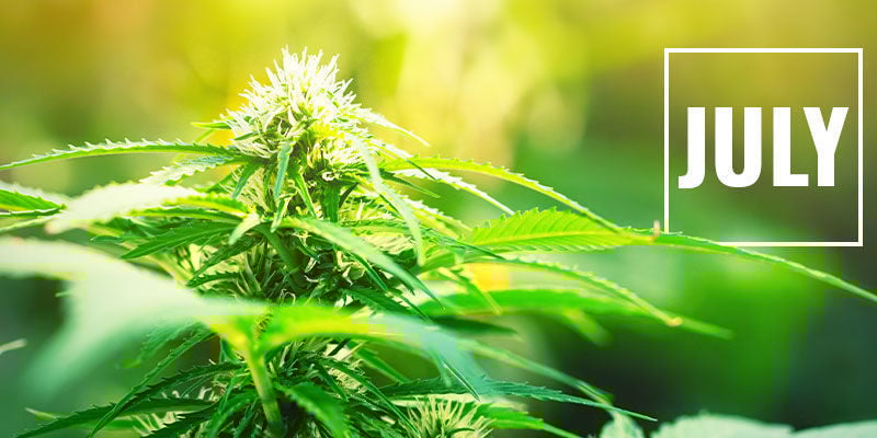 Controlar a floração da canábis com privação de luz: Quando começar?