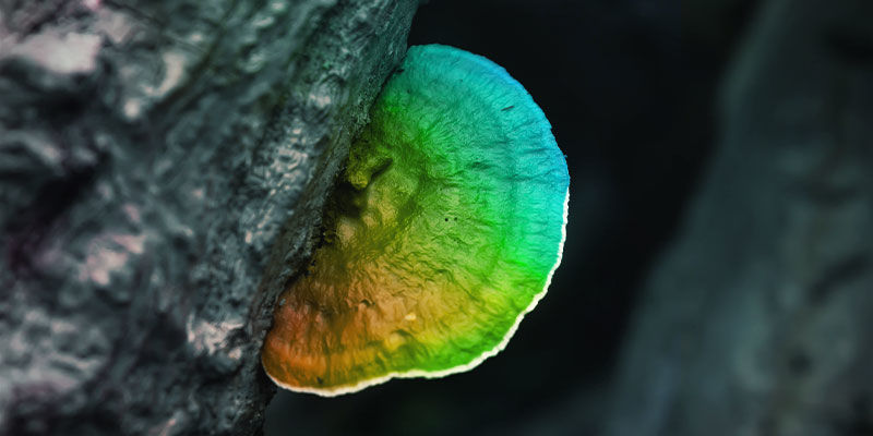 Os cogumelos Reishi são psicadélicos