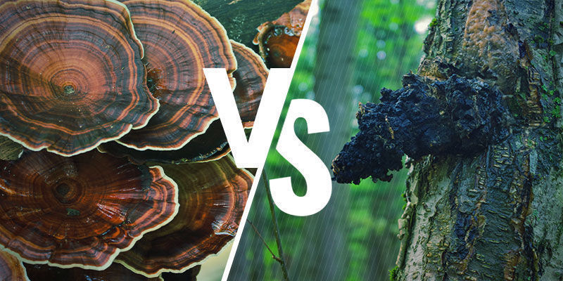 Como o reishi se compara a outros cogumelos adaptogénicos