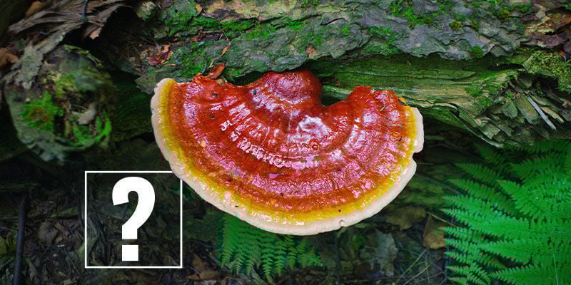 Cogumelos Reishi: Merecem o destaque?
