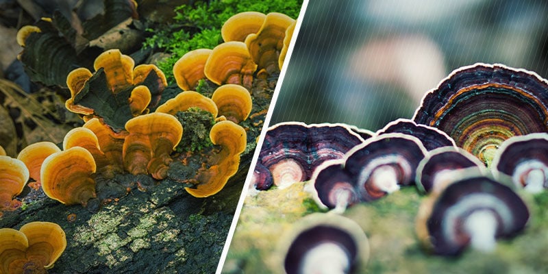 Como é o cogumelo reishi
