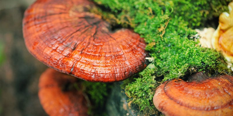 Que cogumelo é o Reishi (Ganoderma lucidum)?