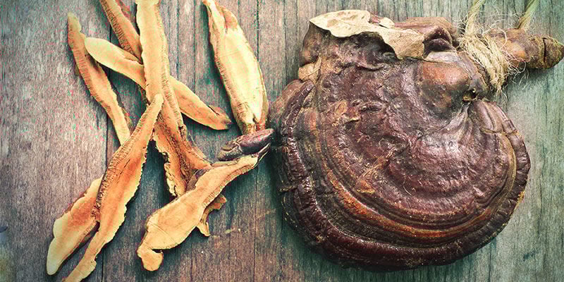 Cogumelo Reishi inteiro