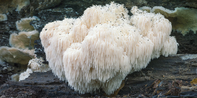 Como é o cogumelo Lion's Mane
