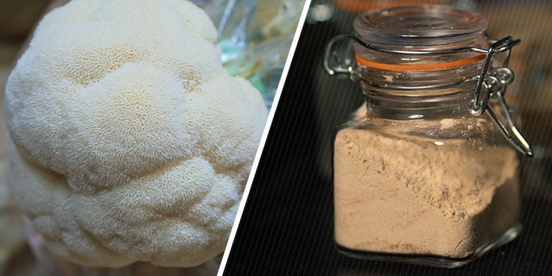 Formas de Lion’s Mane