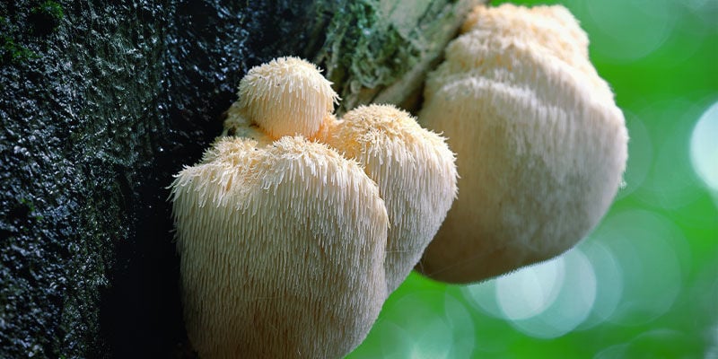 Juba de Leão (Hericium Erinaceus)