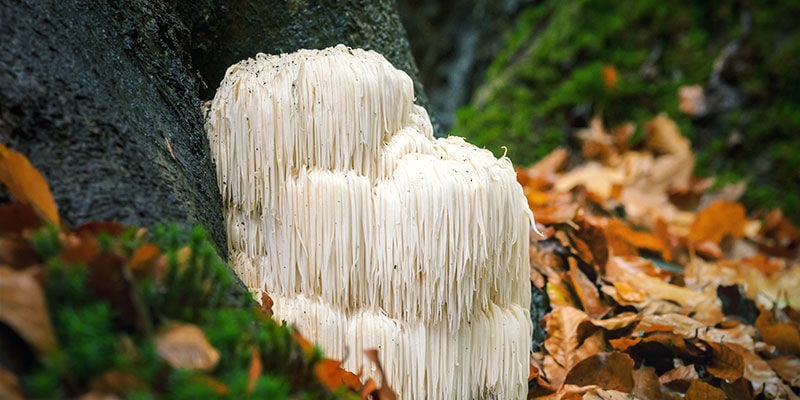 Onde e como cresce o Lion's Mane