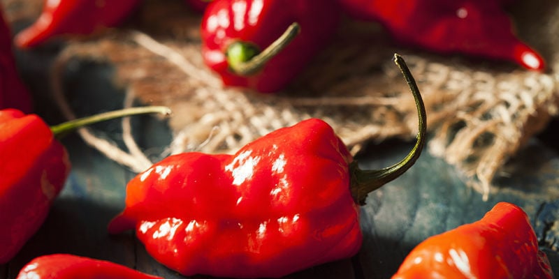 Comece já o seu projeto de cultivo de ghost pepper
