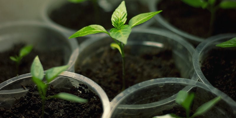 Cultivar Bhut Jolokia: Equipamento e Materiais