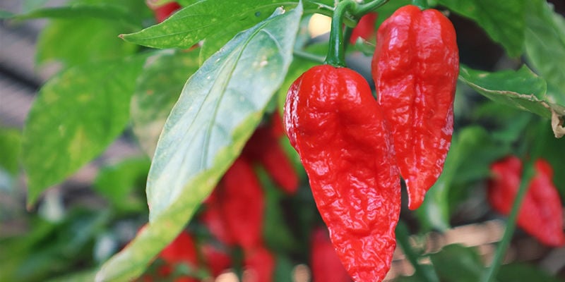 Crescimento de Bhut Jolokia: Etapas