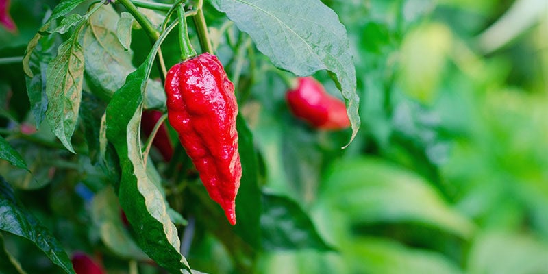 Quanto tempo demoram os ghost peppers a crescer?