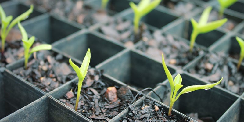 Como cultivar malaguetas fantasma