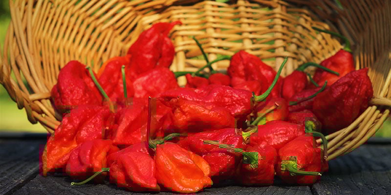 O que é a ghost pepper?