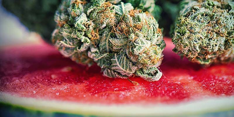 Características da Watermelon Candy