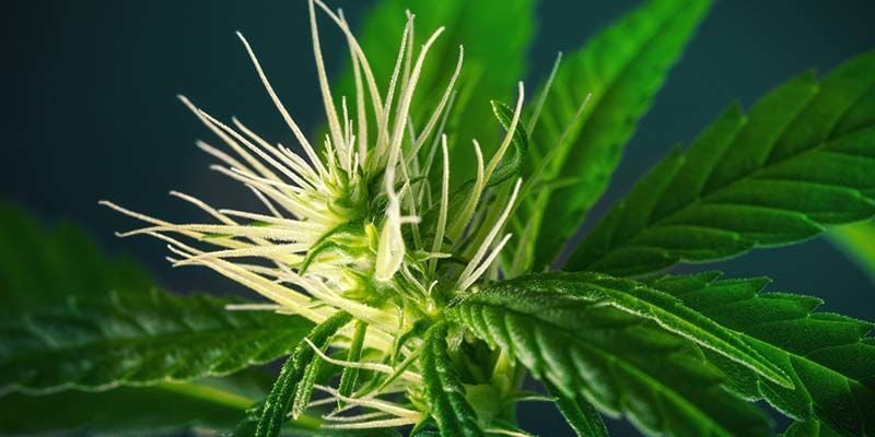 Como cultivar Watermelon Candy