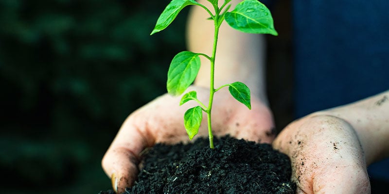 Cultivo de Jalapeños: Equipamento e Materiais
