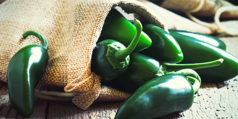 Cultivar jalapeños: passos