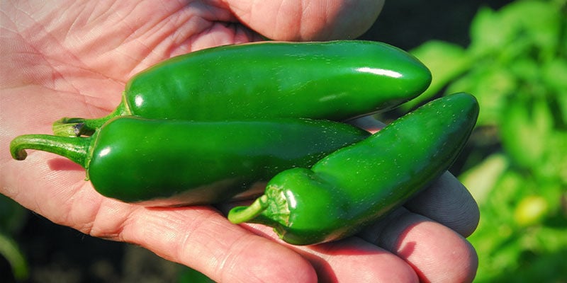 Como e quando colher jalapeños