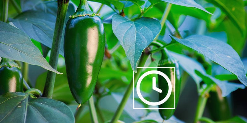 O quão picantes são os jalapeños?