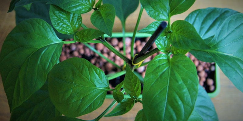 Como cultivar jalapeños