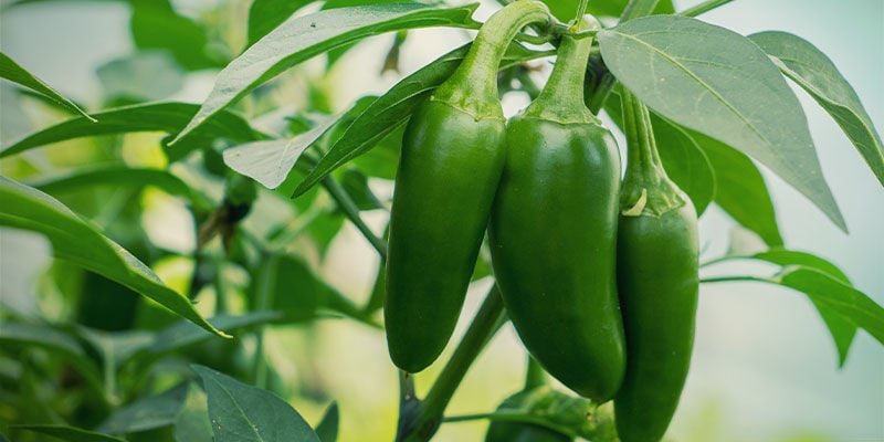 O que são jalapeños?
