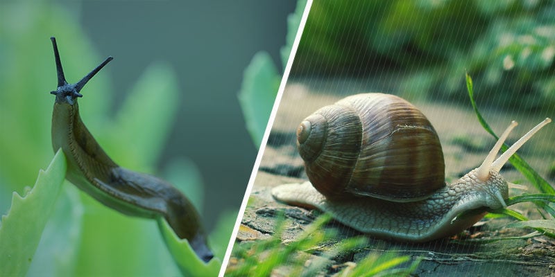 Lesmas e caracóis são o mesmo?