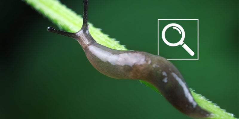 Como identificar caracóis e lesmas em plantas de canábis