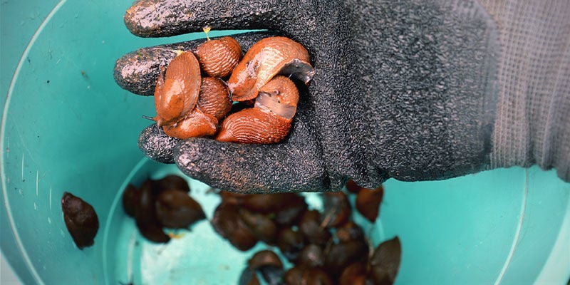 Remover lesmas e caracóis manualmente
