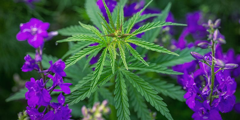 Experimente a plantação companheira